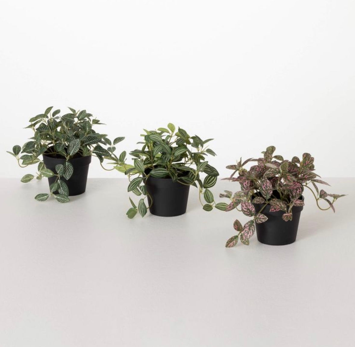 Potted Fittonia, 3 styles