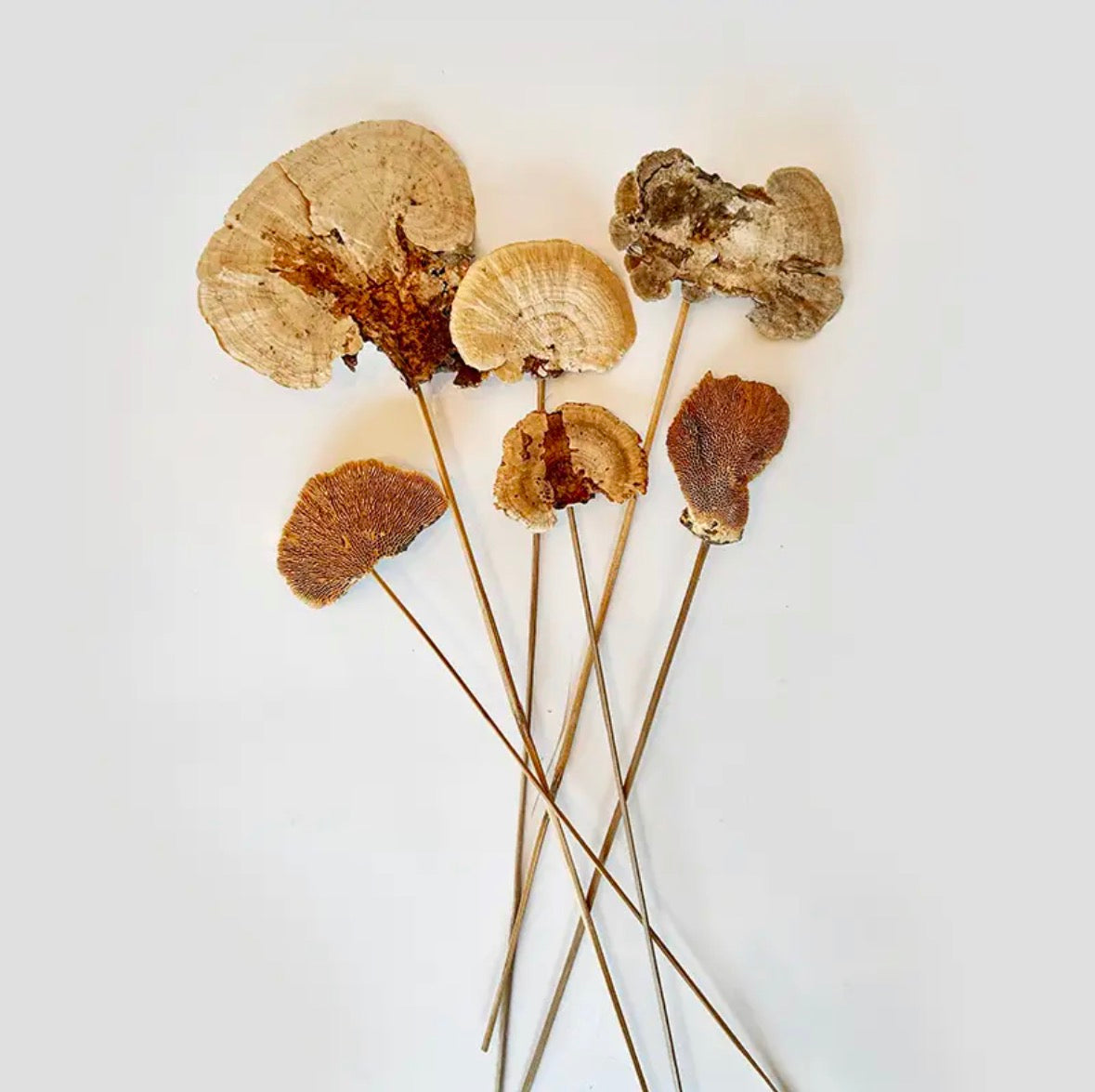 Woodland Mushroom Stems