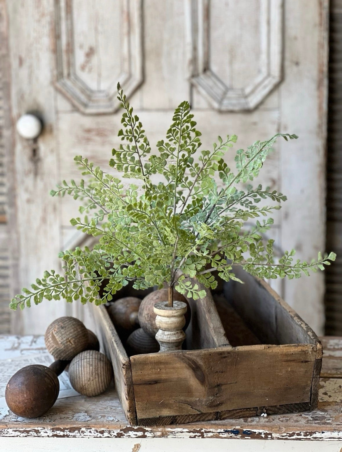 Fan Leaf Fern Bush Stem