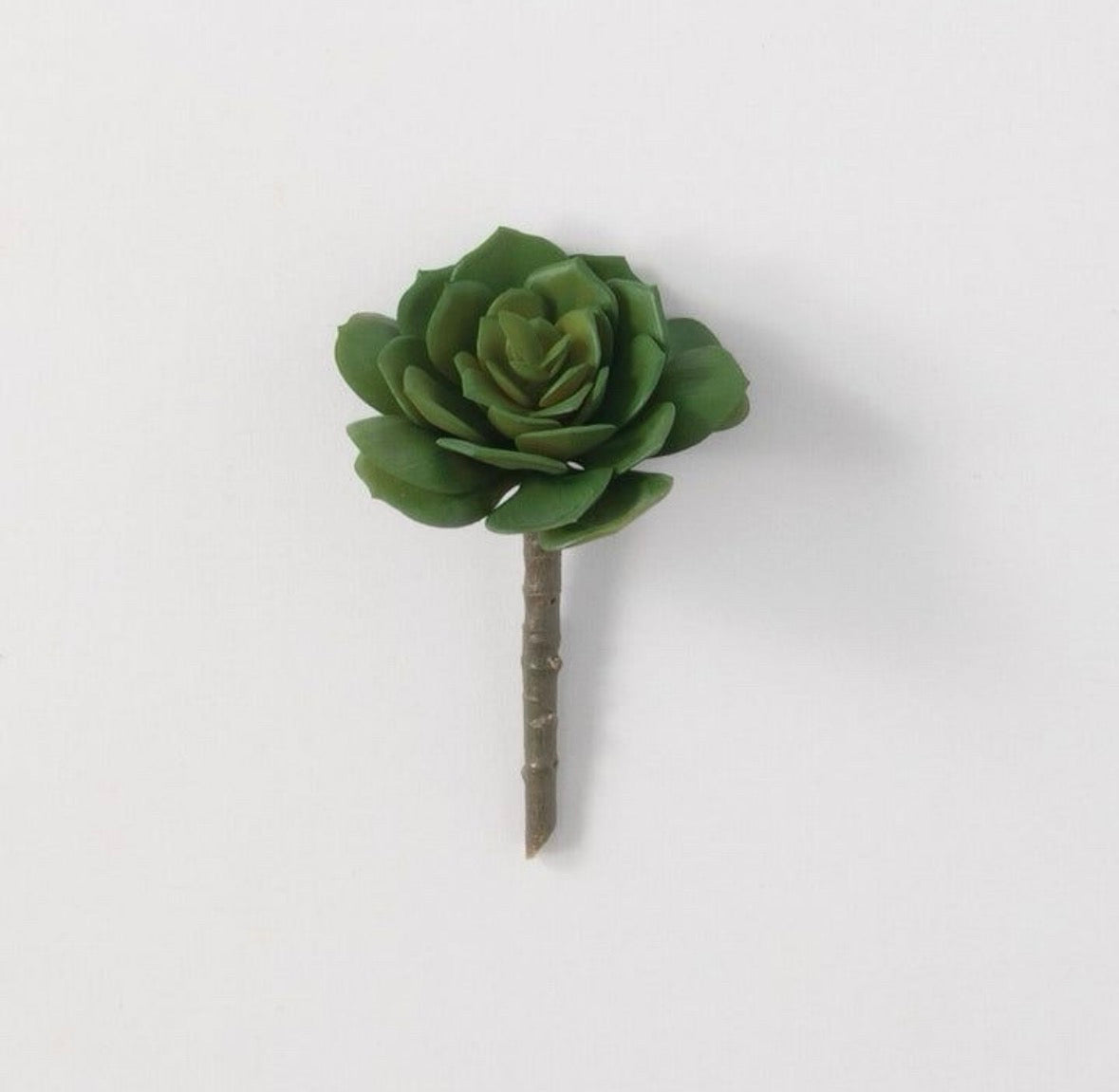 Succulent Stem