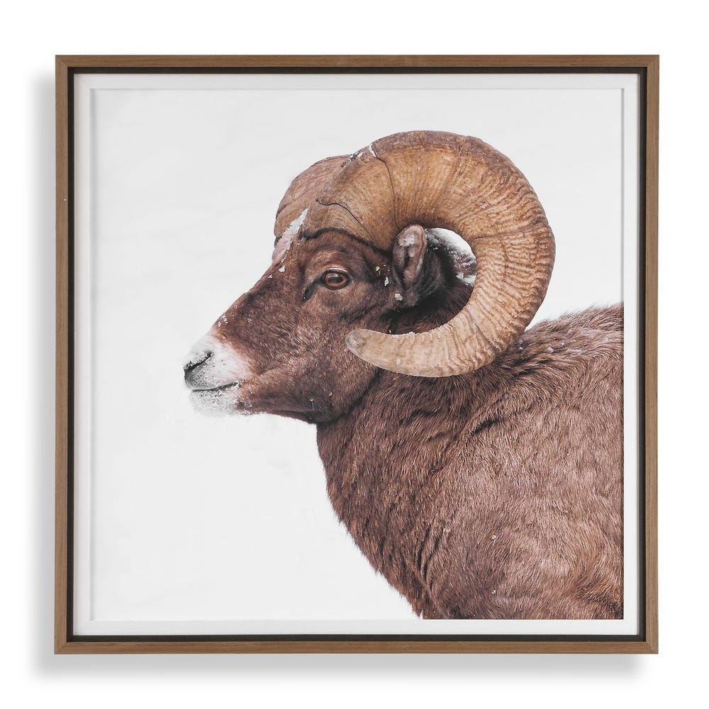 Big Horn Framed Print