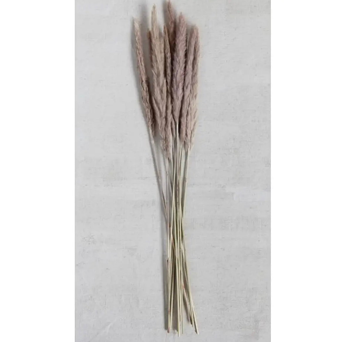Pampas Breeze Bundle