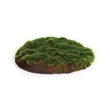Round Moss Sheet