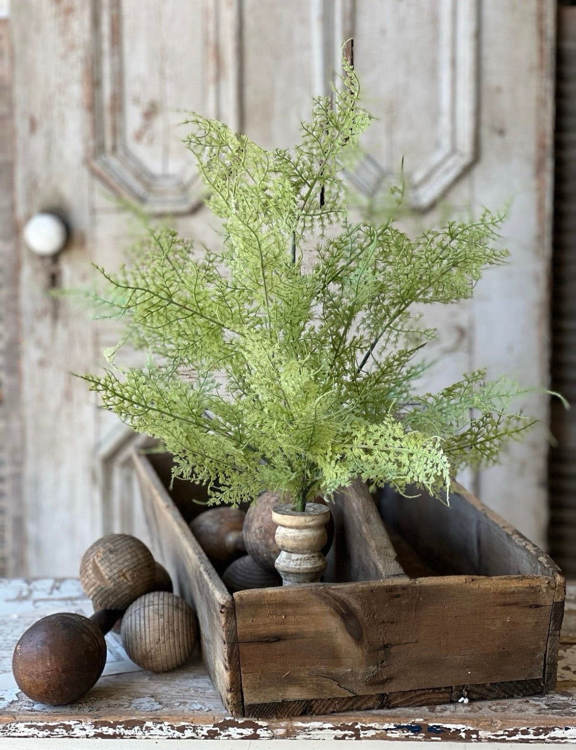 Shadewell Fern Bush Stem