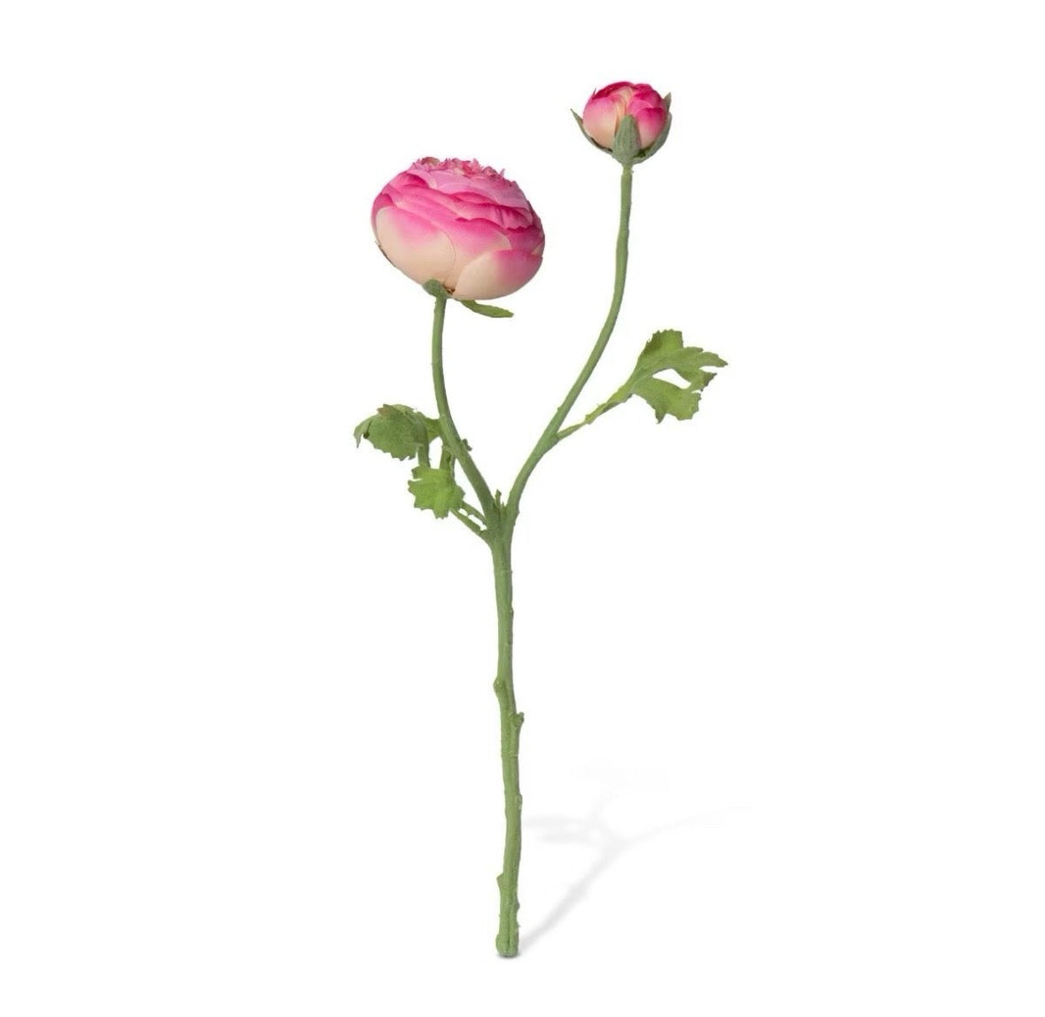 Summer Ranunculus, Pink Mix